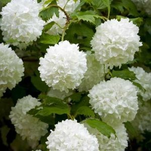 Viburnum carlcephalum, 60-80 Kluit, Sneeuwbal