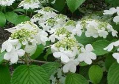 Viburnum plic. 'Tomentosum', 125/150 50L, Sneeuwbal