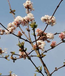 Viburnum farreri, 125/150 50L, Sneeuwbal