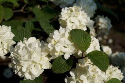 Viburnum plic. 'Grandiflorum', 50/60 Kluit, Japanse sneeuwbal