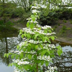 Viburnum plic. 'Kilimandjaro', 60/80 7.5L, Japanse sneeuwbal