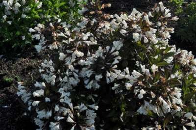 Weigela hybr. 'Black and White', ® 30-40 3L, (= Courtacad01)