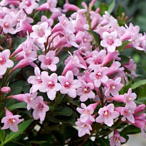 Weigela flor. 'Pink Poppet', ® 3L (= Plangeni)