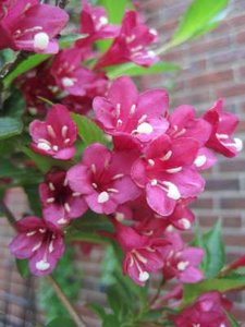 Weigela hybr. 'Eva Rathke' 3L