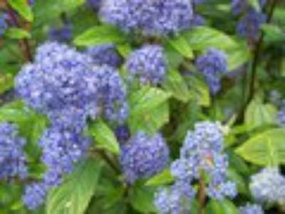 Ceanothus del. 'Henry Défosse' 3L Sikkelboom