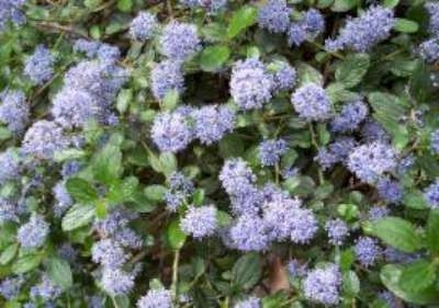 Ceanothus thyrsiflorus 'Repens', 25-30 3L, Sikkelboom