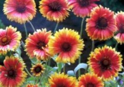 Gaillardia 'Bremen', Kokardebloem