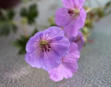 Geranium 'Azure Rush' P9, Ⓡ Ooievaarsbek