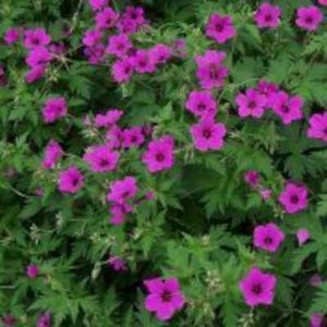 Geranium 'Patricia', Ooievaarsbek