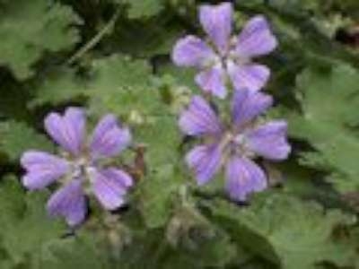 Geranium 'Philippe Vapelle', Ooievaarsbek