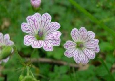 Geranium versicolor, Ooievaarsbek