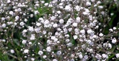 Gypsophila paniculata, Gipskruid