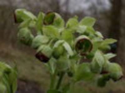 Helleborus foetidus, Kerstroos,Nieskruid