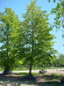 Acer campestre, 8/10 Blote wortel, Veldesdoorn