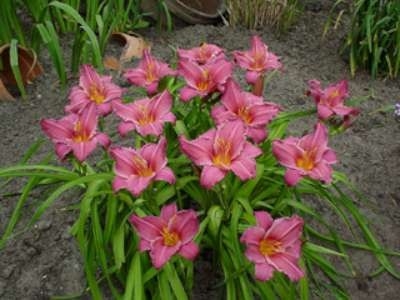 Hemerocallis 'Summer Wine', Daglelie