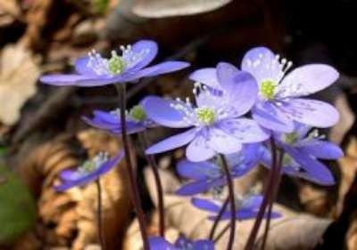 Hepatica nobilis, Leverbloempje