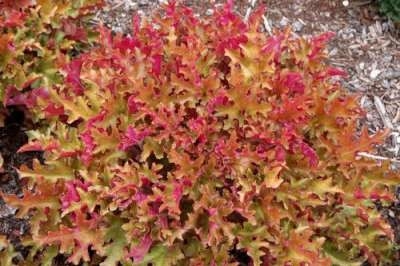 Heuchera 'Marmalade', Purperklokje