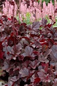 Heuchera 'Obsidian', ® Purperklokje