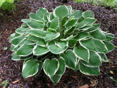 Hosta 'Francee', Hartlelie