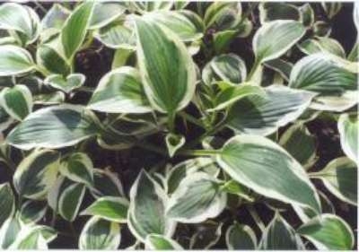 Hosta 'Patriot' , Hartlelie