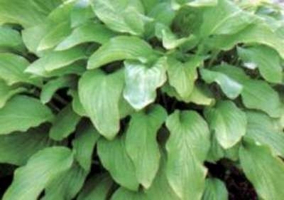 Hosta 'Honeybells' , Hartlelie