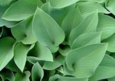 Hosta 'Krossa Regal' , Hartlelie