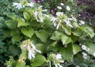 Hosta plantaginea 'Grandiflora' , Hartlelie