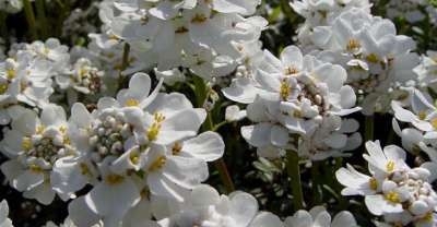 Iberis sempervirens 'Appen Etz', Scheefkelk, Scheefbloem