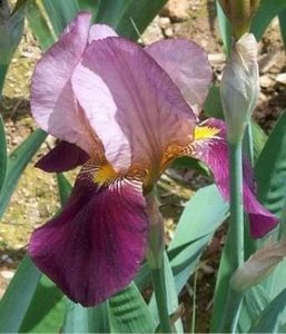 Iris germanica 'Indian Chief', iris