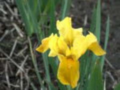 Iris pumila 'Gleaming Gold', iris