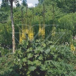 Ligularia przewalskii, Grijsaard