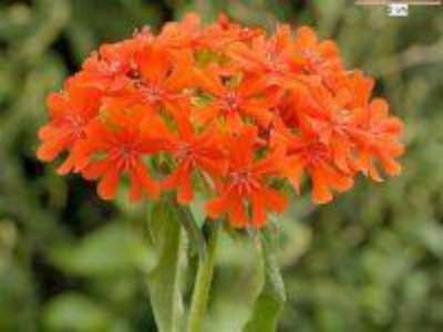 Lychnis chalsedonica, brandende liefde