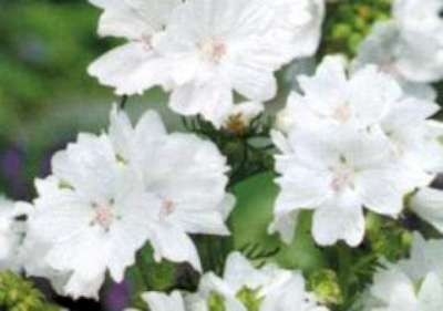 Malva moschata 'Alba', Kaasjeskruid