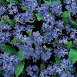 Myosotis alpestris 'Indigo Compact', vergeet mij nietje