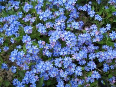 Myosotis palustris, vergeet mij nietje