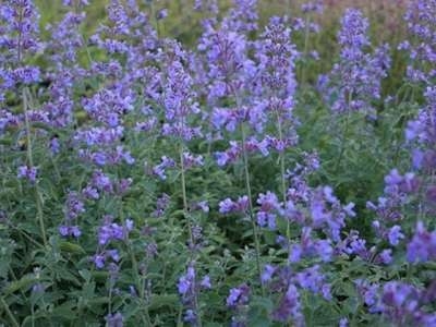 Nepeta faassenii 'Six Hills Giant', Kattekruid