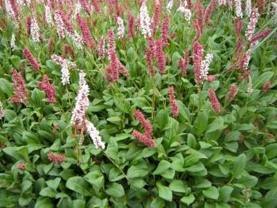 Persicaria affine 'Darjeeling Red' (=Polygonum),Duizendknoop