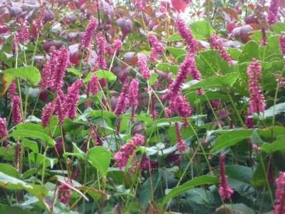 Persicaria amplexicaulis 'Inverleith' (=Polygonum),Duizendknoop