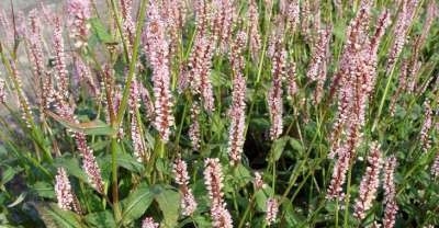 Persicaria amplexicaulis 'Rosea' P9 (=Polygonum),Duizendknoop