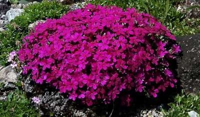 Phlox douglasii 'Crackerjack', Vlambloem