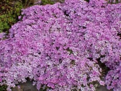 Phlox douglasii 'Lilac Cloud', Vlambloem