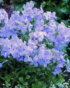 Phlox stolonifera 'Blue Ridge', Vlambloem