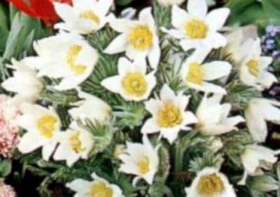 Pulsatilla vulgaris 'Alba', Wildemanskruid