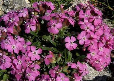 Saponaria 'Bressingham', Zeepkruid