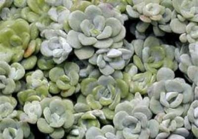 Sedum spathulifolium 'Cape Blanco', Vetkruid