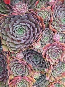 Sempervivum 'Othello', Huislook