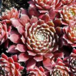 Sempervivum 'Silberkarneol', Huislook