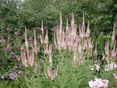 Veronicastrum virginica 'Pink Glow'