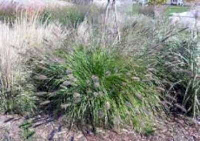 Pennisetum alop. 'Japonicum', Lampepoetsersgras