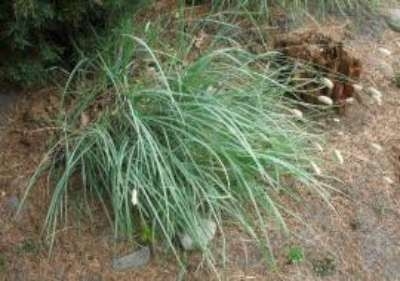 Sesleria nitida, Blauwgras